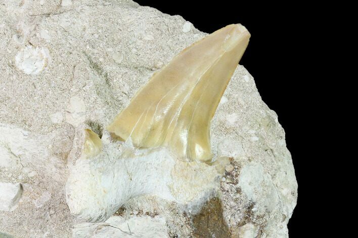 Otodus Shark Tooth Fossil in Rock - Eocene #139872
